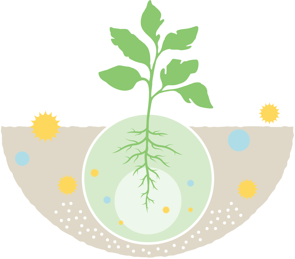有機肥料が植物に与える効果を示したイラスト。地面に有機肥料が溶け込み、植物に栄養を与えることを説明している。